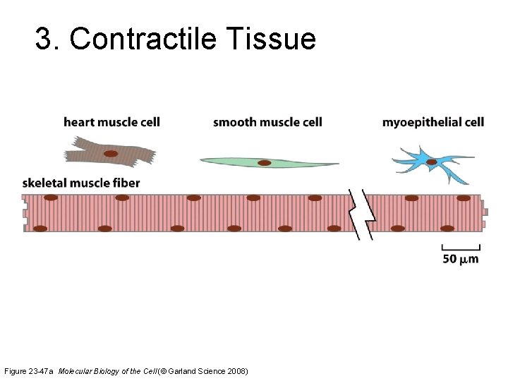 3. Contractile Tissue Figure 23 -47 a Molecular Biology of the Cell (© Garland