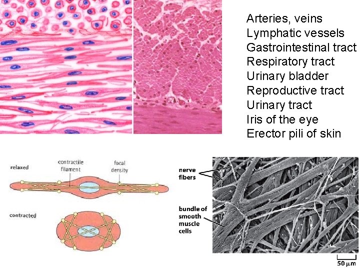 Arteries, veins Lymphatic vessels Gastrointestinal tract Respiratory tract Urinary bladder Reproductive tract Urinary tract