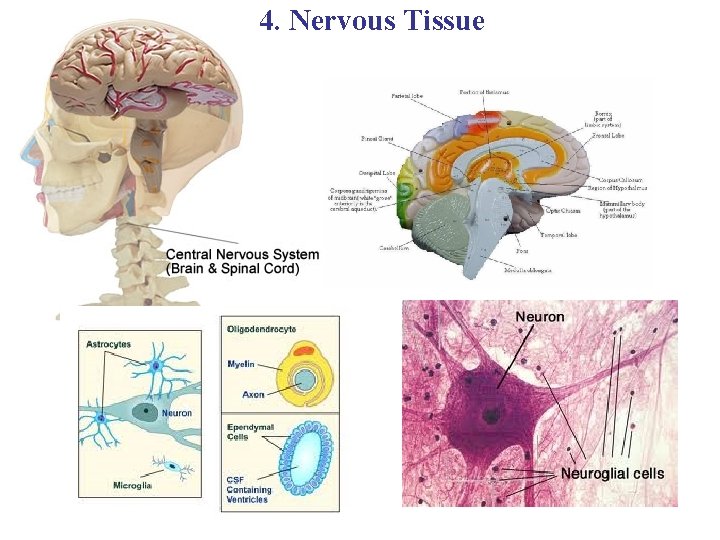 4. Nervous Tissue 