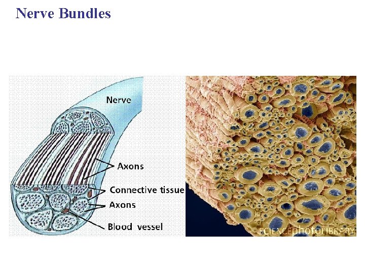 Nerve Bundles 