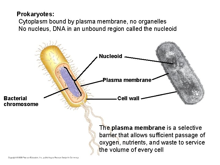 Prokaryotes: Cytoplasm bound by plasma membrane, no organelles No nucleus, DNA in an unbound