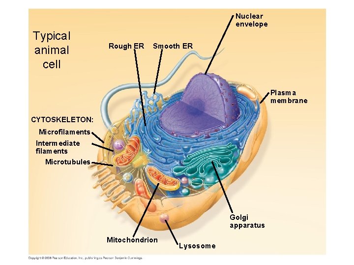 Nuclear envelope Typical animal cell Rough ER Smooth ER Plasma membrane CYTOSKELETON: Microfilaments Intermediate