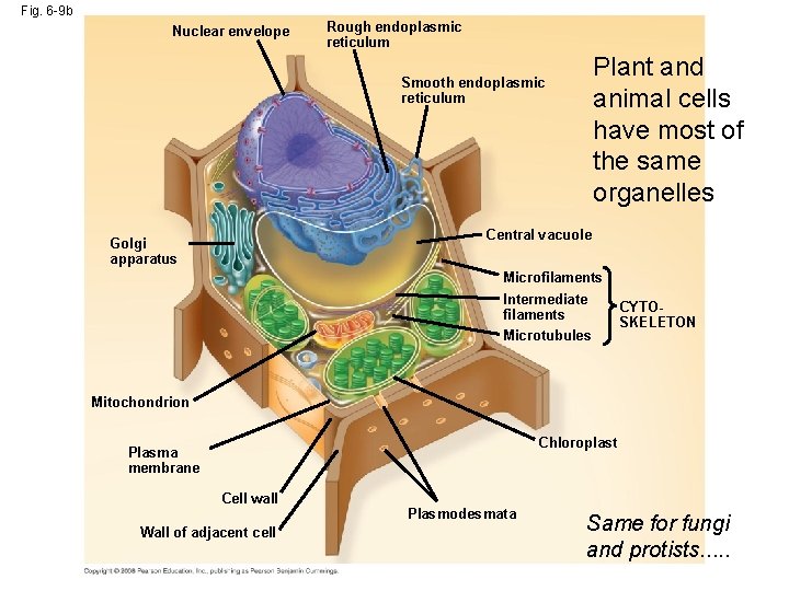 Fig. 6 -9 b Nuclear envelope Rough endoplasmic reticulum Plant and animal cells have