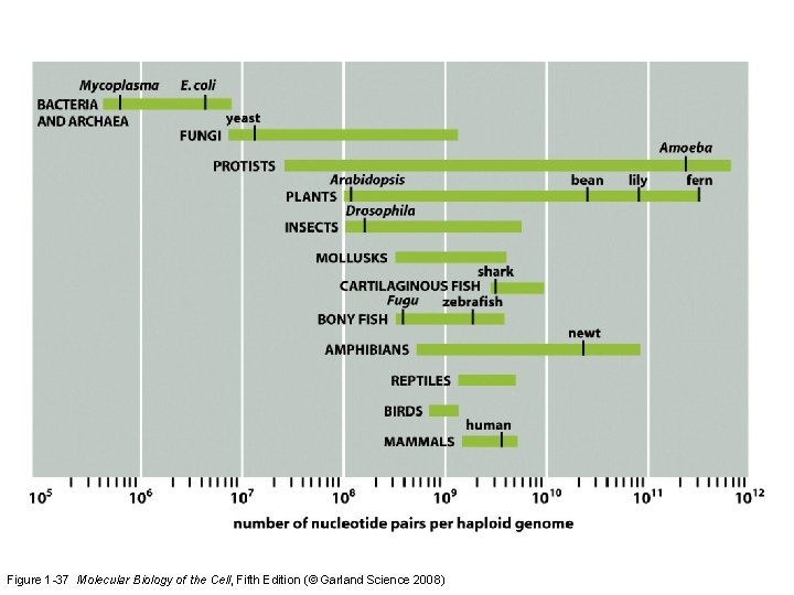 Figure 1 -37 Molecular Biology of the Cell, Fifth Edition (© Garland Science 2008)