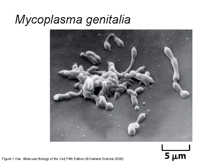 Mycoplasma genitalia Figure 1 -14 a Molecular Biology of the Cell, Fifth Edition (©