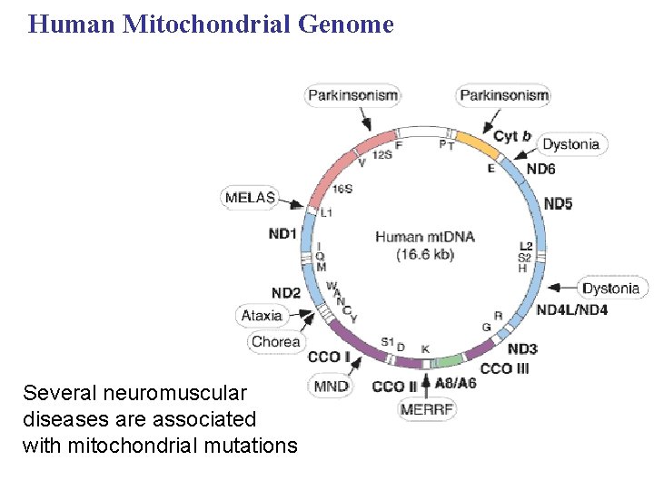Human Mitochondrial Genome Several neuromuscular diseases are associated with mitochondrial mutations 