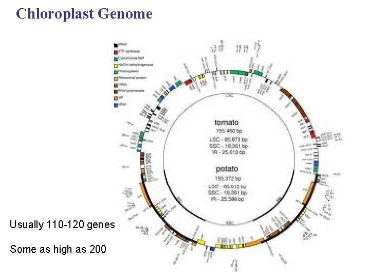 Chloroplast Genome Usually 110 -120 genes Some as high as 200 