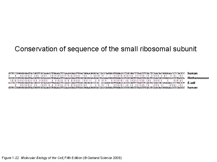 Conservation of sequence of the small ribosomal subunit Figure 1 -22 Molecular Biology of