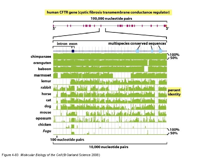Figure 4 -83 Molecular Biology of the Cell (© Garland Science 2008) 