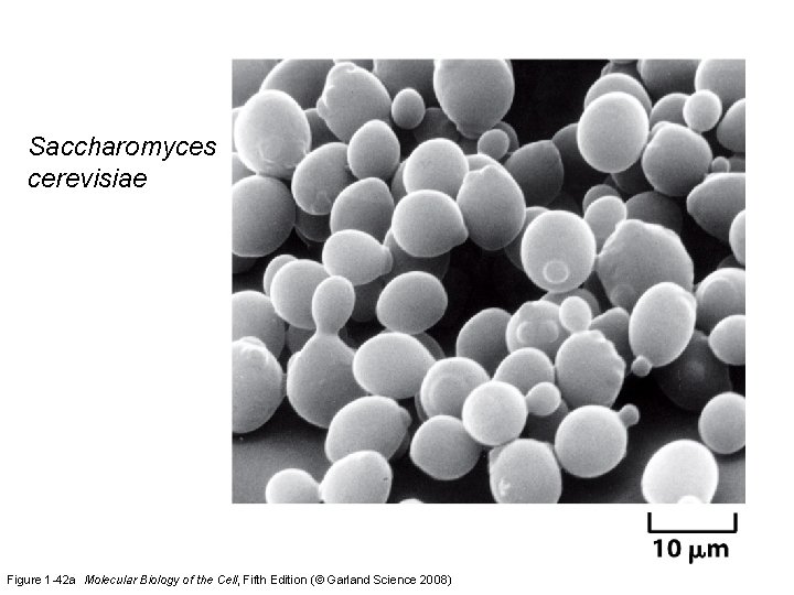 Saccharomyces cerevisiae Figure 1 -42 a Molecular Biology of the Cell, Fifth Edition (©