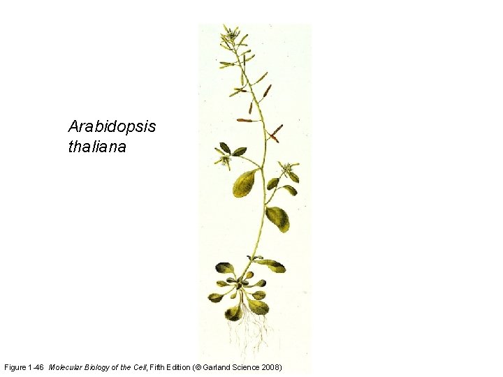 Arabidopsis thaliana Figure 1 -46 Molecular Biology of the Cell, Fifth Edition (© Garland