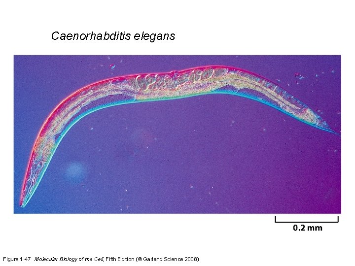 Caenorhabditis elegans Figure 1 -47 Molecular Biology of the Cell, Fifth Edition (© Garland