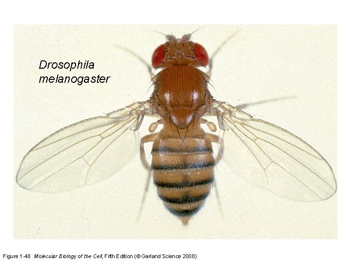 Drosophila melanogaster Figure 1 -48 Molecular Biology of the Cell, Fifth Edition (© Garland