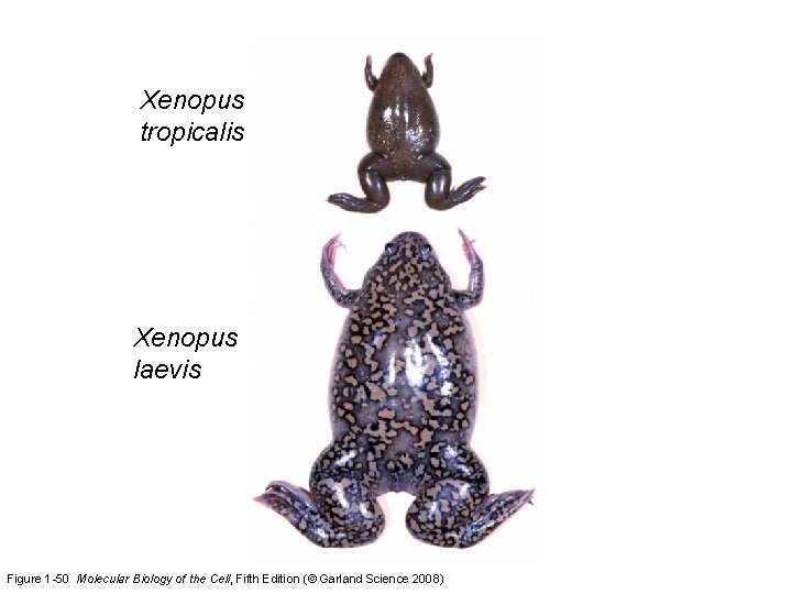 Xenopus tropicalis Xenopus laevis Figure 1 -50 Molecular Biology of the Cell, Fifth Edition