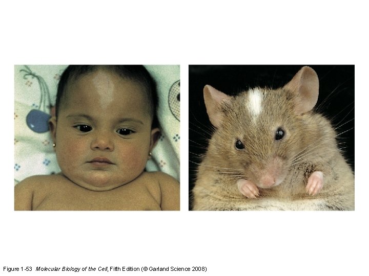 Figure 1 -53 Molecular Biology of the Cell, Fifth Edition (© Garland Science 2008)