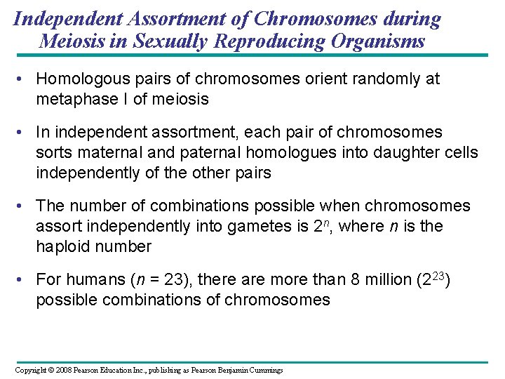 Independent Assortment of Chromosomes during Meiosis in Sexually Reproducing Organisms • Homologous pairs of