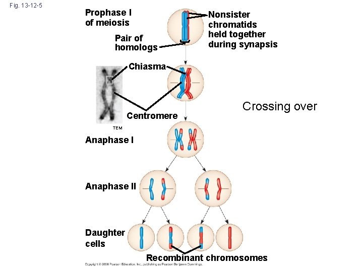 Fig. 13 -12 -5 Prophase I of meiosis Pair of homologs Nonsister chromatids held