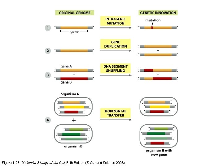 Figure 1 -23 Molecular Biology of the Cell, Fifth Edition (© Garland Science 2008)