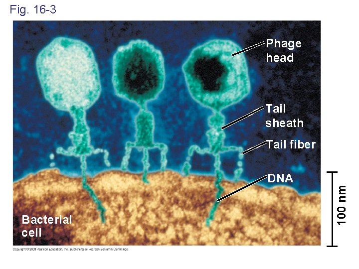 Fig. 16 -3 Phage head Tail sheath Tail fiber Bacterial cell 100 nm DNA