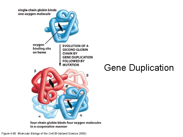 Gene Duplication Figure 4 -86 Molecular Biology of the Cell (© Garland Science 2008)