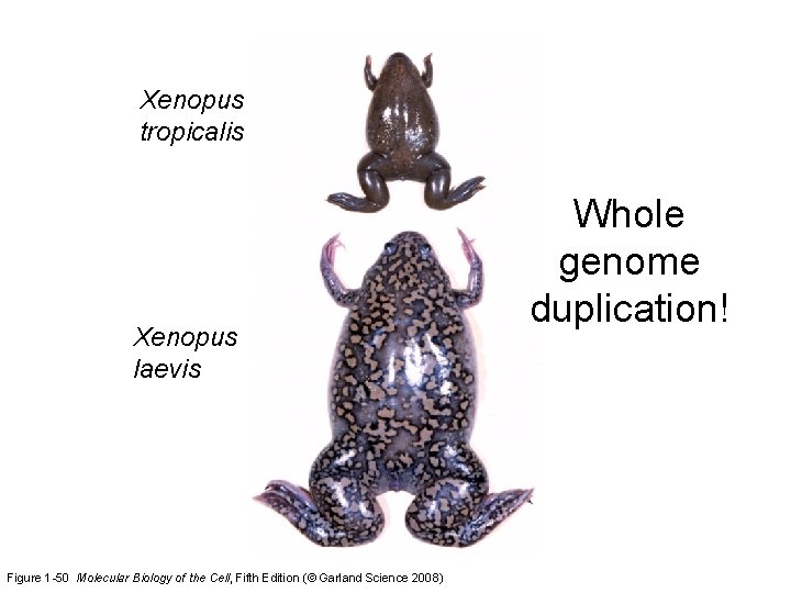 Xenopus tropicalis Xenopus laevis Figure 1 -50 Molecular Biology of the Cell, Fifth Edition
