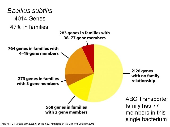 Bacillus subtilis 4014 Genes 47% in families Figure 1 -24 Molecular Biology of the
