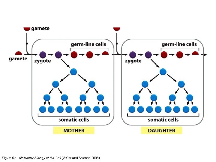 Figure 5 -1 Molecular Biology of the Cell (© Garland Science 2008) 