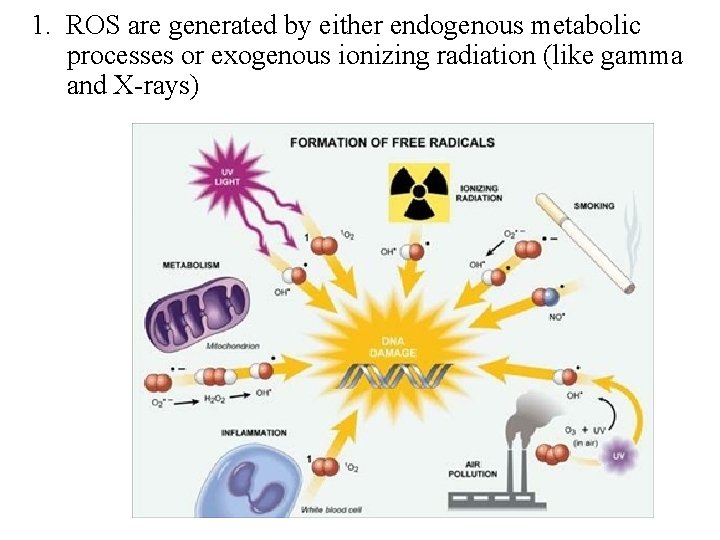 1. ROS are generated by either endogenous metabolic processes or exogenous ionizing radiation (like