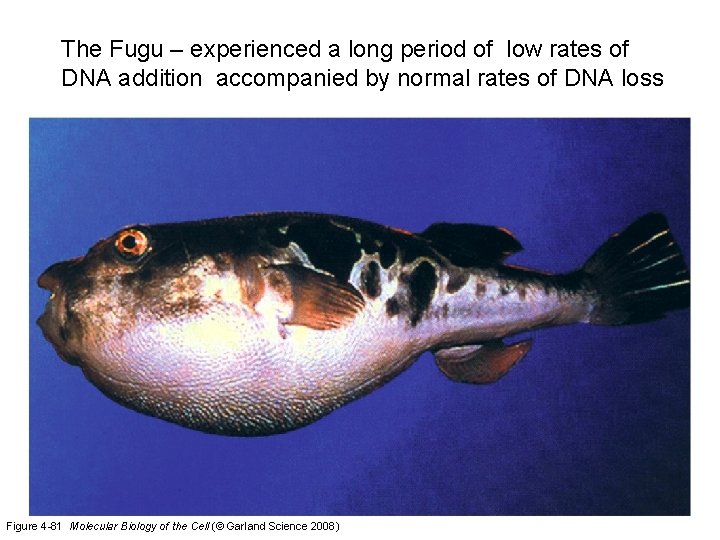 The Fugu – experienced a long period of low rates of DNA addition accompanied