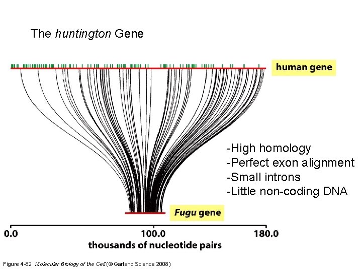 The huntington Gene -High homology -Perfect exon alignment -Small introns -Little non-coding DNA Figure