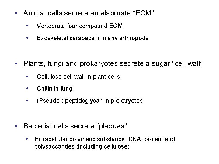  • Animal cells secrete an elaborate “ECM” • Vertebrate four compound ECM •