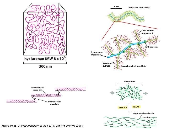 Figure 19 -56 Molecular Biology of the Cell (© Garland Science 2008) 