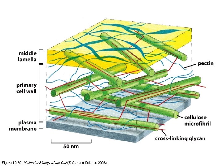 Figure 19 -79 Molecular Biology of the Cell (© Garland Science 2008) 