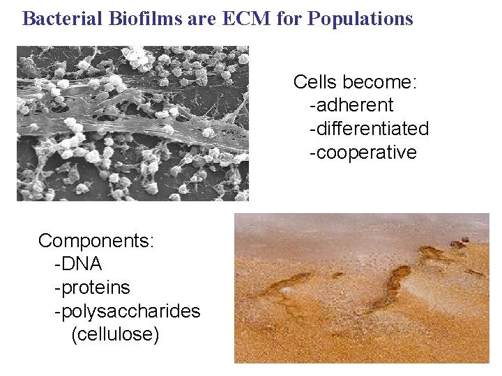 Bacterial Biofilms are ECM for Populations Cells become: -adherent -differentiated -cooperative Components: -DNA -proteins