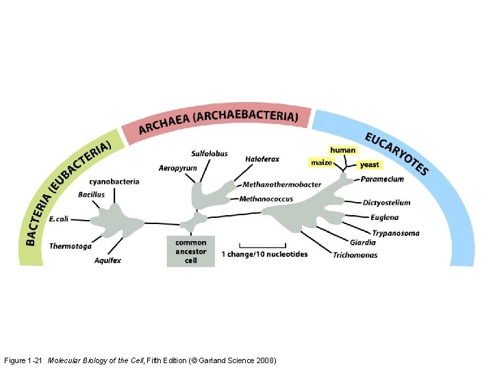 Figure 1 -21 Molecular Biology of the Cell, Fifth Edition (© Garland Science 2008)