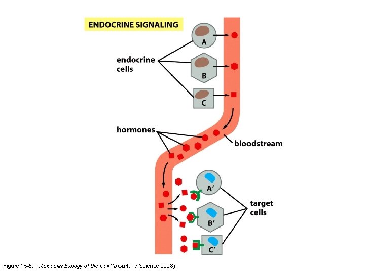 Figure 15 -5 a Molecular Biology of the Cell (© Garland Science 2008) 