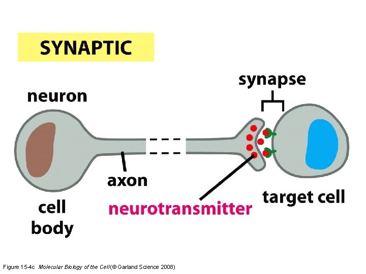 Figure 15 -4 c Molecular Biology of the Cell (© Garland Science 2008) 