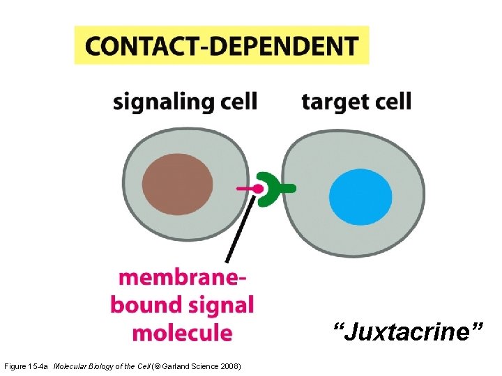 “Juxtacrine” Figure 15 -4 a Molecular Biology of the Cell (© Garland Science 2008)