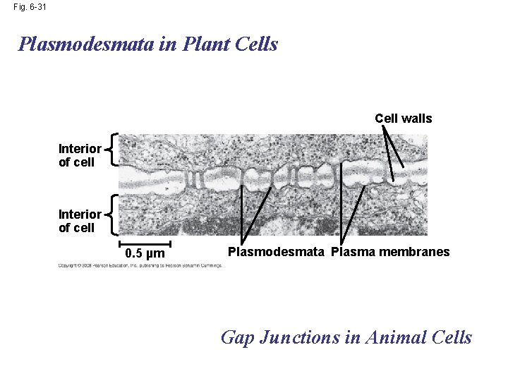 Fig. 6 -31 Plasmodesmata in Plant Cells Cell walls Interior of cell 0. 5