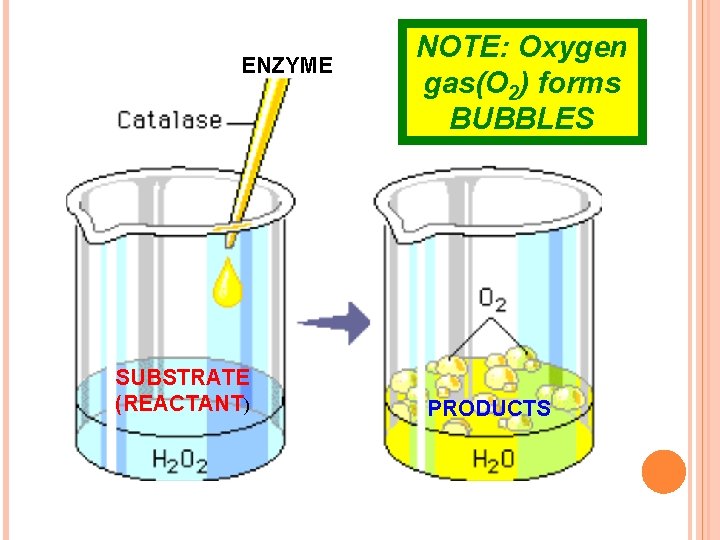 ENZYME SUBSTRATE (REACTANT) NOTE: Oxygen gas(O 2) forms BUBBLES PRODUCTS 