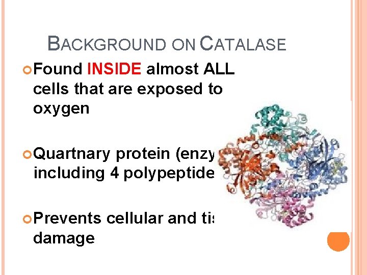 BACKGROUND ON CATALASE Found INSIDE almost ALL cells that are exposed to oxygen Quartnary