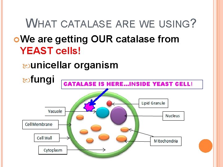 WHAT CATALASE ARE WE USING? We are getting OUR catalase from YEAST cells! unicellar