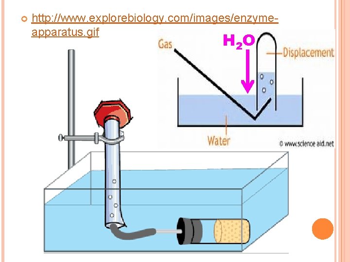  http: //www. explorebiology. com/images/enzymeapparatus. gif H 2 O 