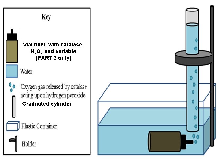 Vial filled with catalase, H 2 O 2 and variable (PART 2 only) Graduated