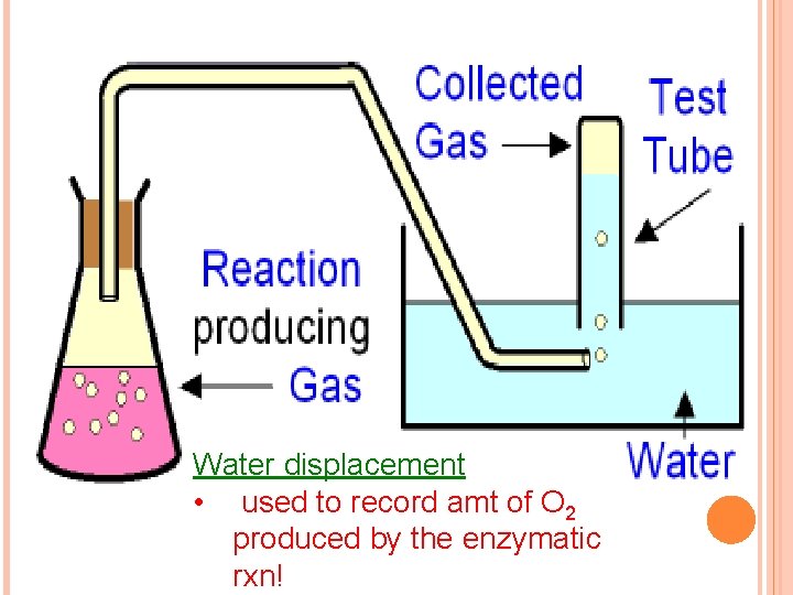 Water displacement • used to record amt of O 2 produced by the enzymatic