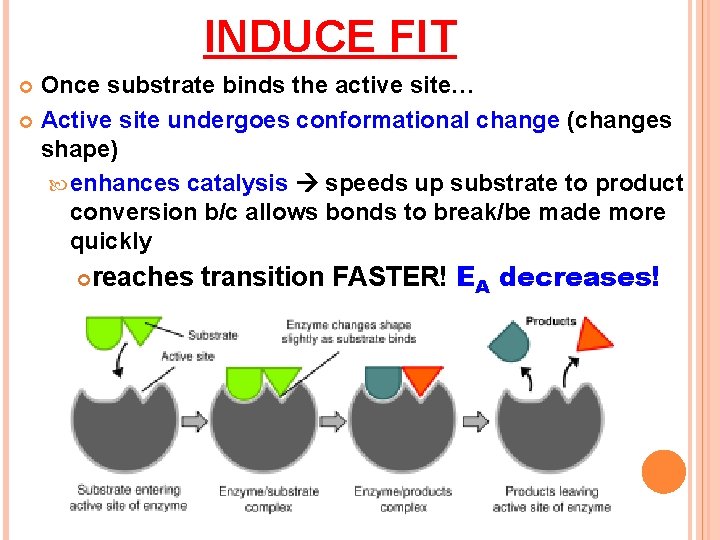 INDUCE FIT Once substrate binds the active site… Active site undergoes conformational change (changes