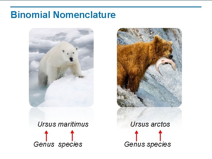 Binomial Nomenclature Ursus maritimus Genus species Ursus arctos Genus species 