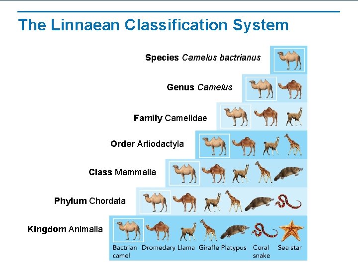 The Linnaean Classification System Species Camelus bactrianus Genus Camelus Family Camelidae Order Artiodactyla Class