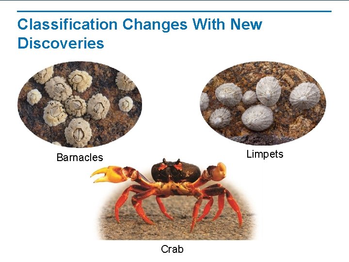 Classification Changes With New Discoveries Limpets Barnacles Crab 