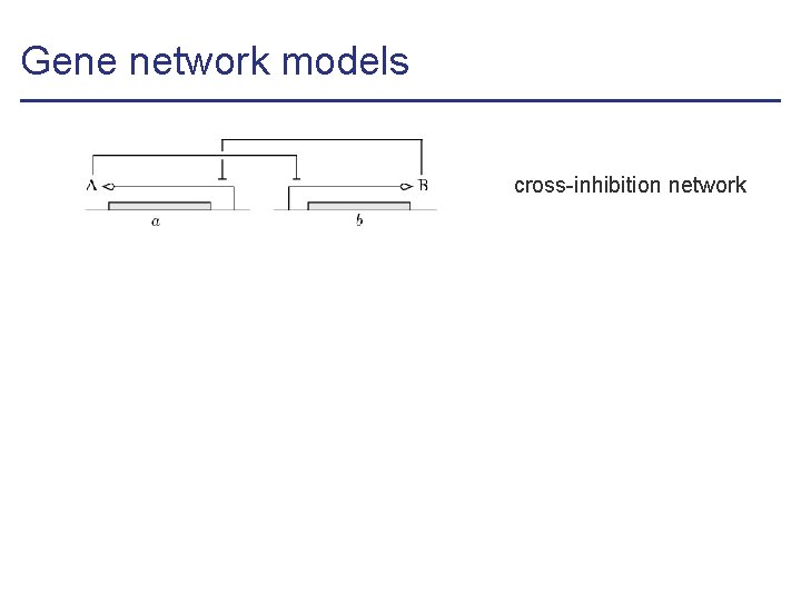 Gene network models cross-inhibition network 